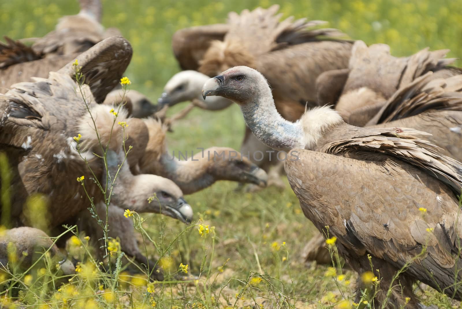 Griffon Vulture (Gyps fulvus) Group among yellow flowers by jalonsohu@gmail.com