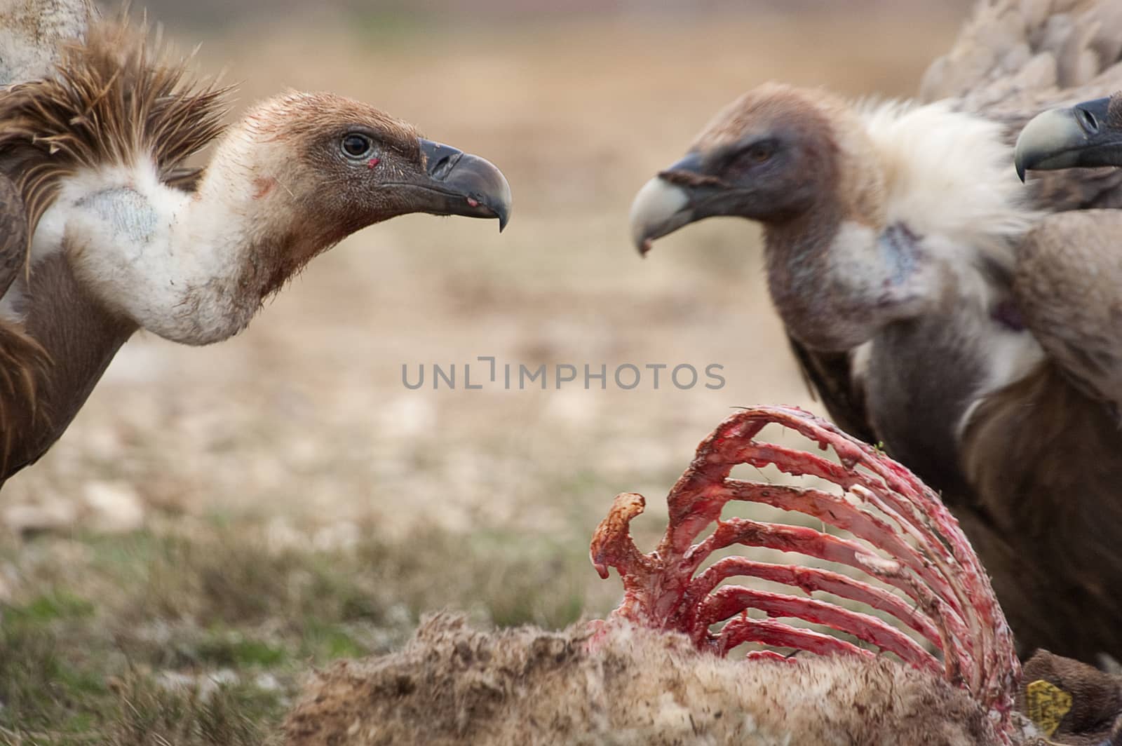 Griffon Vulture (Gyps fulvus) eating carrion, bones and meat  by jalonsohu@gmail.com