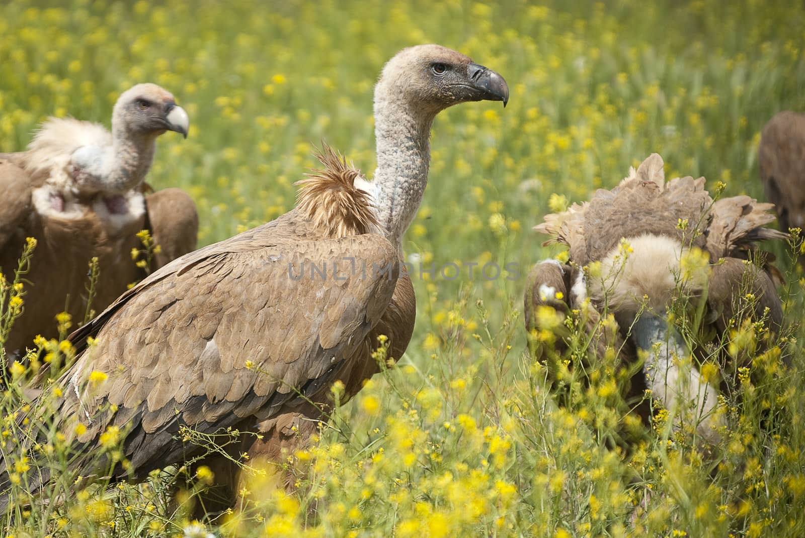 Griffon Vulture (Gyps fulvus) Group among yellow flowers by jalonsohu@gmail.com