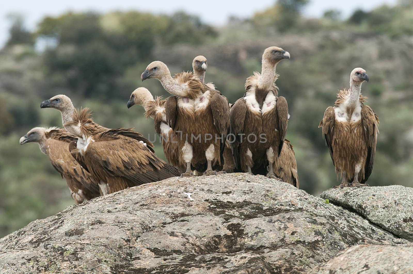 Griffon Vulture (Gyps fulvus) Group perched on rocks