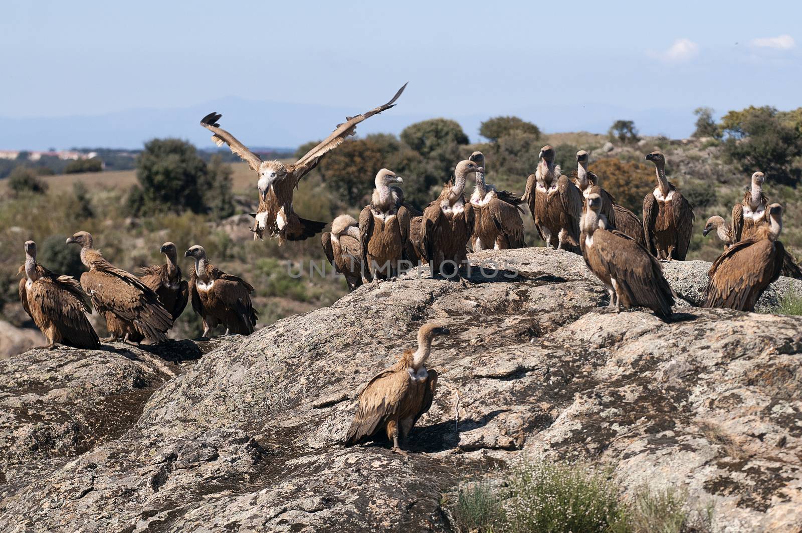 Griffon Vulture (Gyps fulvus) with open wings, flying scavenger by jalonsohu@gmail.com