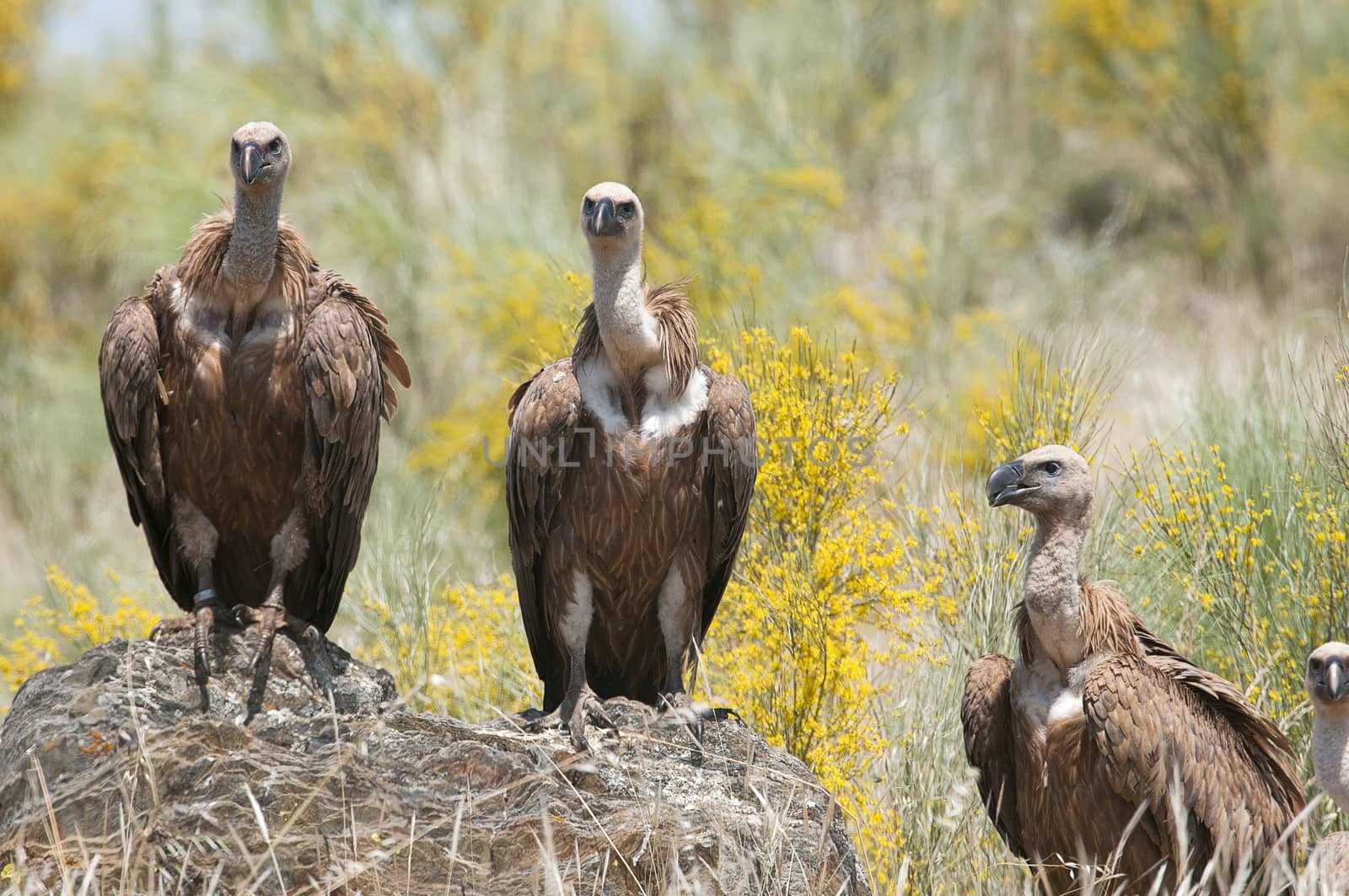 Griffon Vulture (Gyps fulvus) Group perched on rocks by jalonsohu@gmail.com