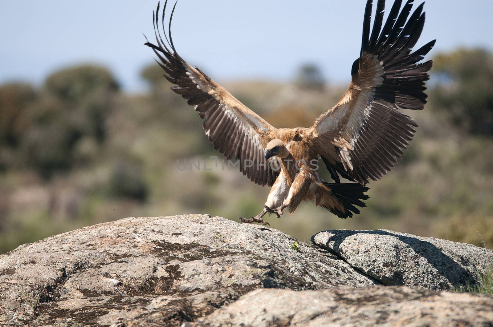 Griffon Vulture (Gyps fulvus) with open wings, flying scavenger  by jalonsohu@gmail.com