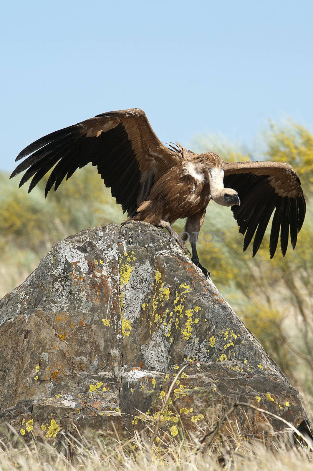 Griffon Vulture (Gyps fulvus) with open wings, flying scavenger birds