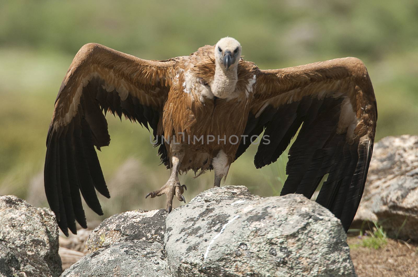 Griffon Vulture (Gyps fulvus) with open wings, flying scavenger  by jalonsohu@gmail.com
