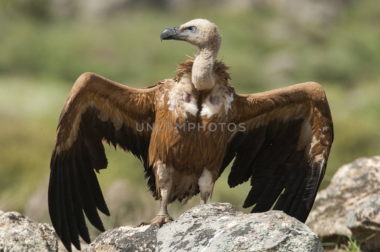Griffon Vulture (Gyps fulvus) with open wings, flying scavenger birds