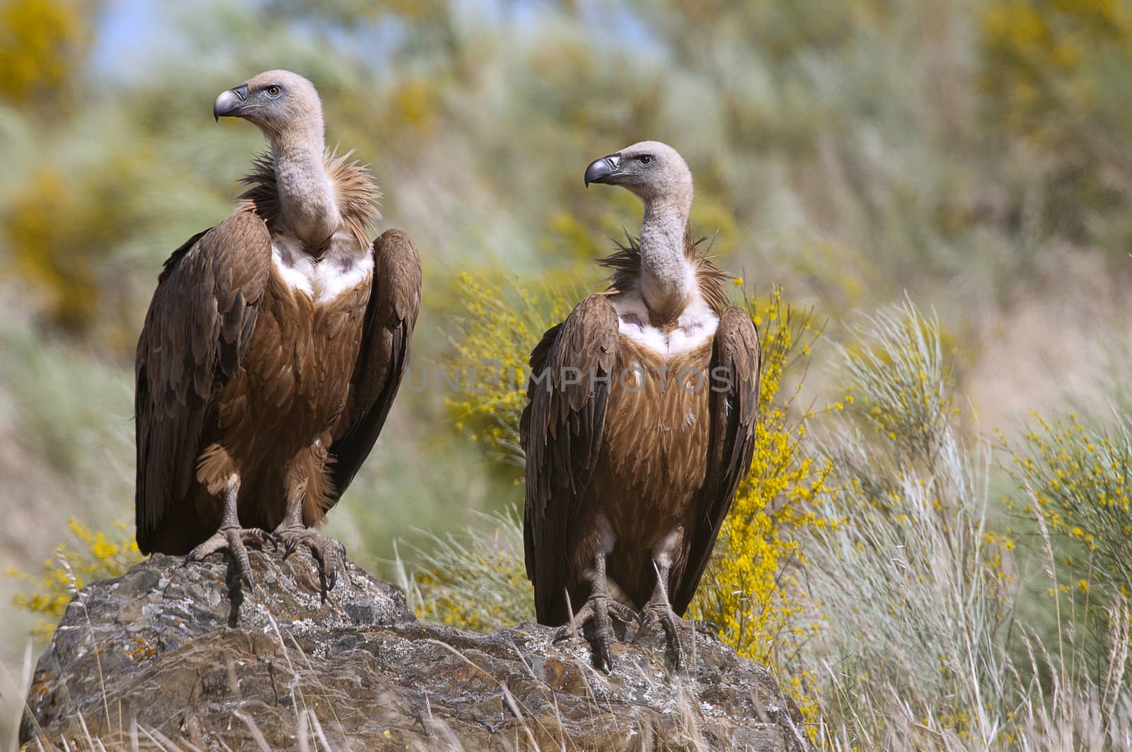 Griffon Vulture (Gyps fulvus) Group perched on rocks by jalonsohu@gmail.com