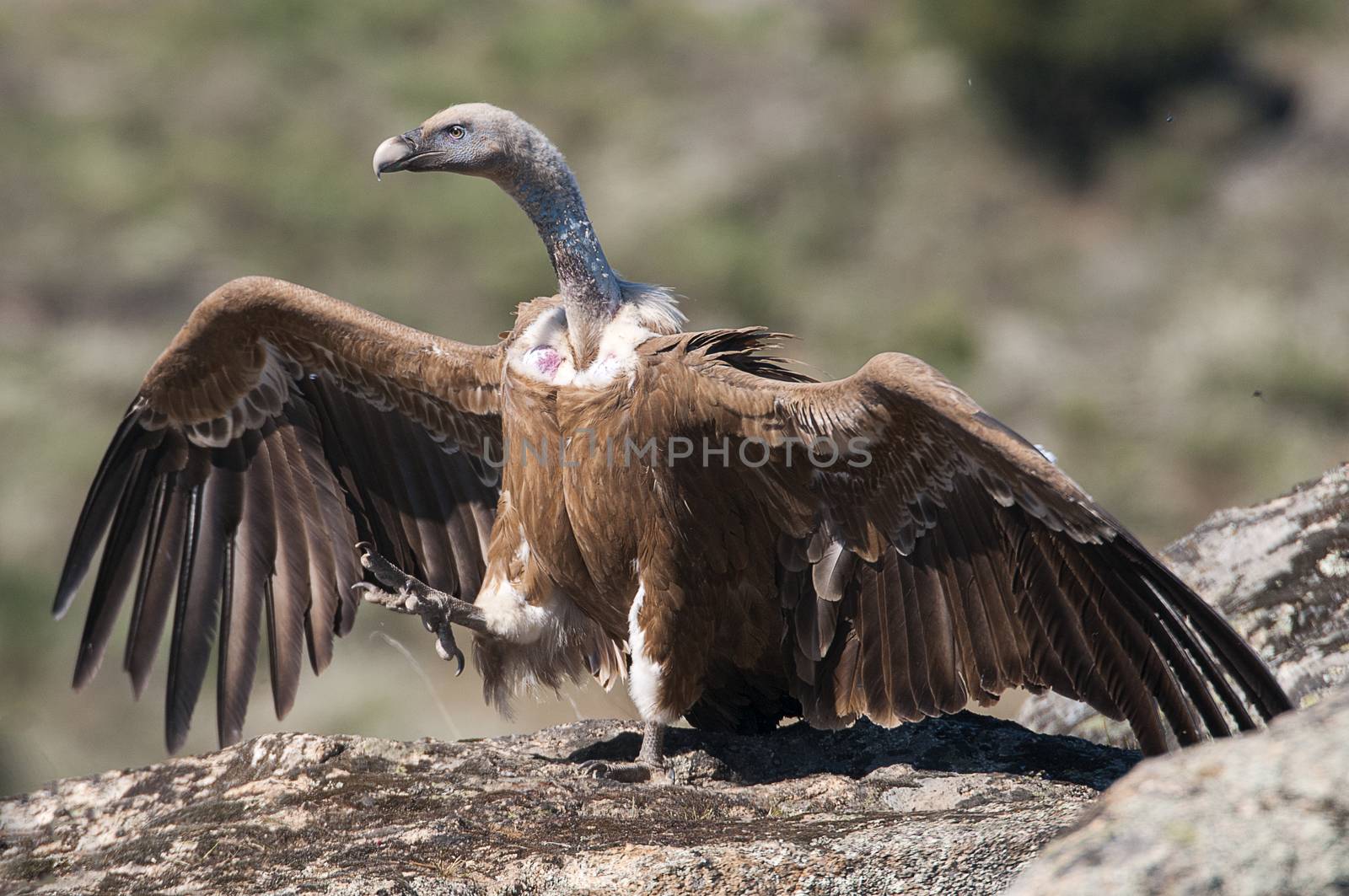 Griffon Vulture (Gyps fulvus) with open wings, flying scavenger birds