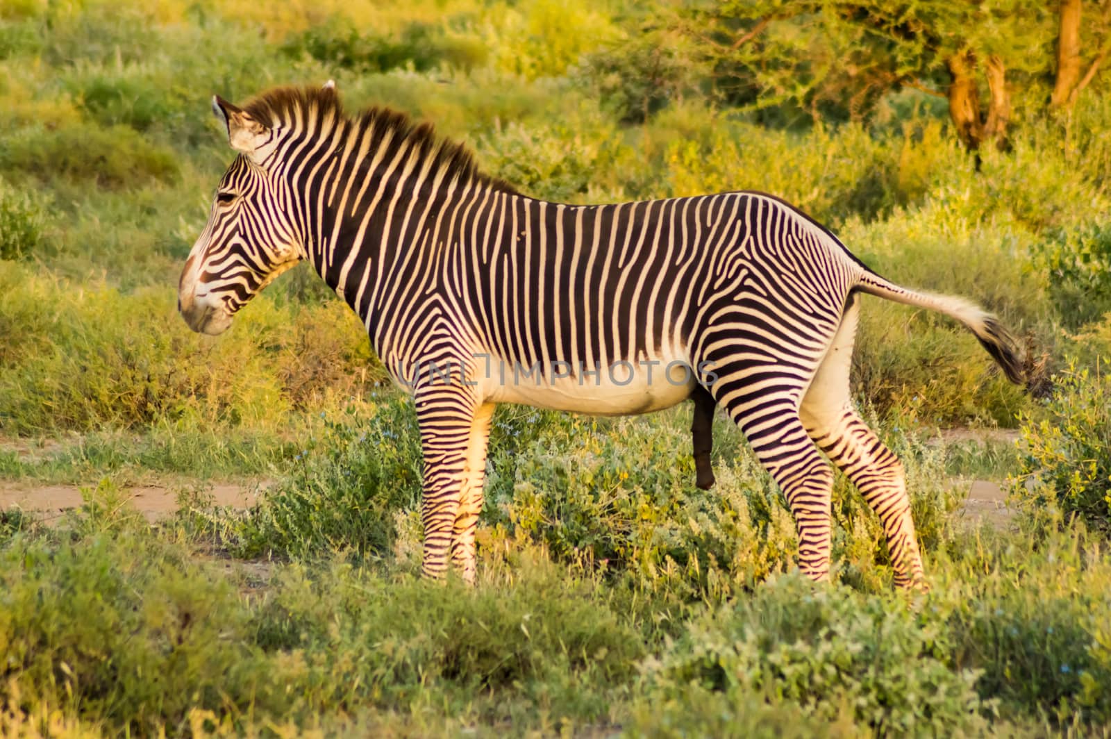 Isolated zebra walking in the savannah of Samburu Park  by Philou1000