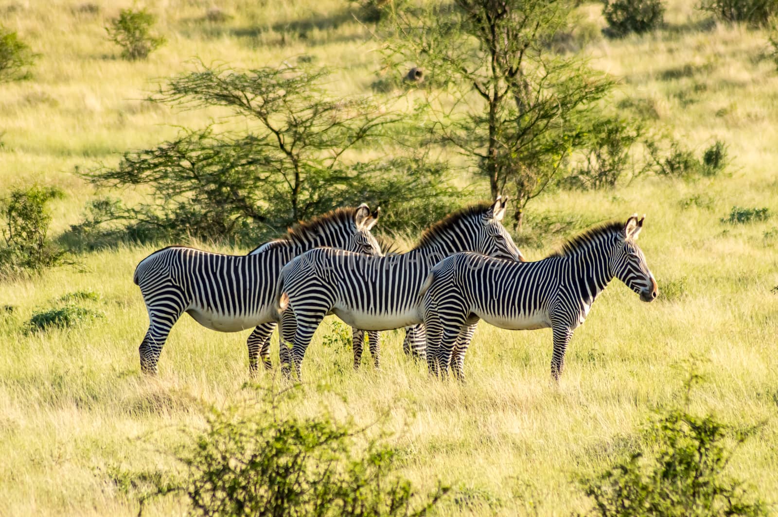 Isolated zebra walking in the savannah of Samburu Park  by Philou1000