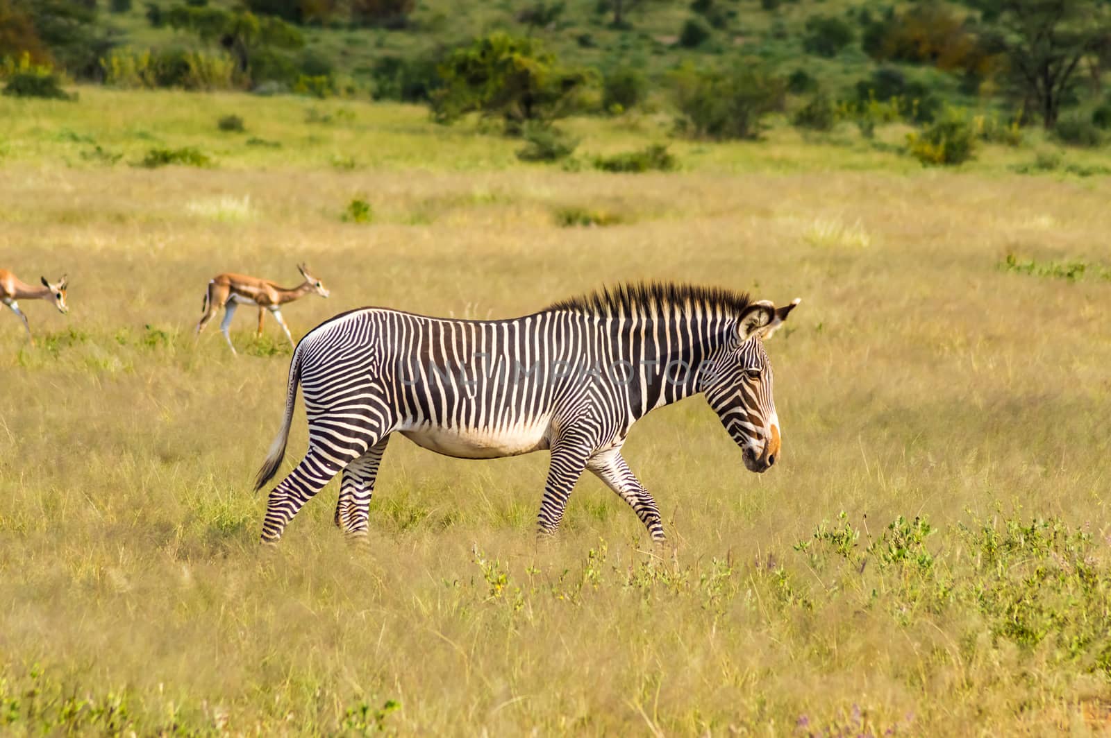 Isolated zebra walking in the savannah of Samburu Park in central Kenya