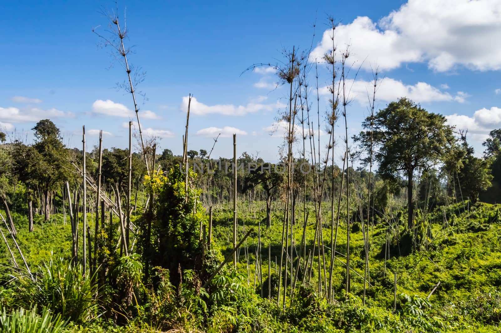 View of the lush vegetation of Aberdare Park in central Kenya