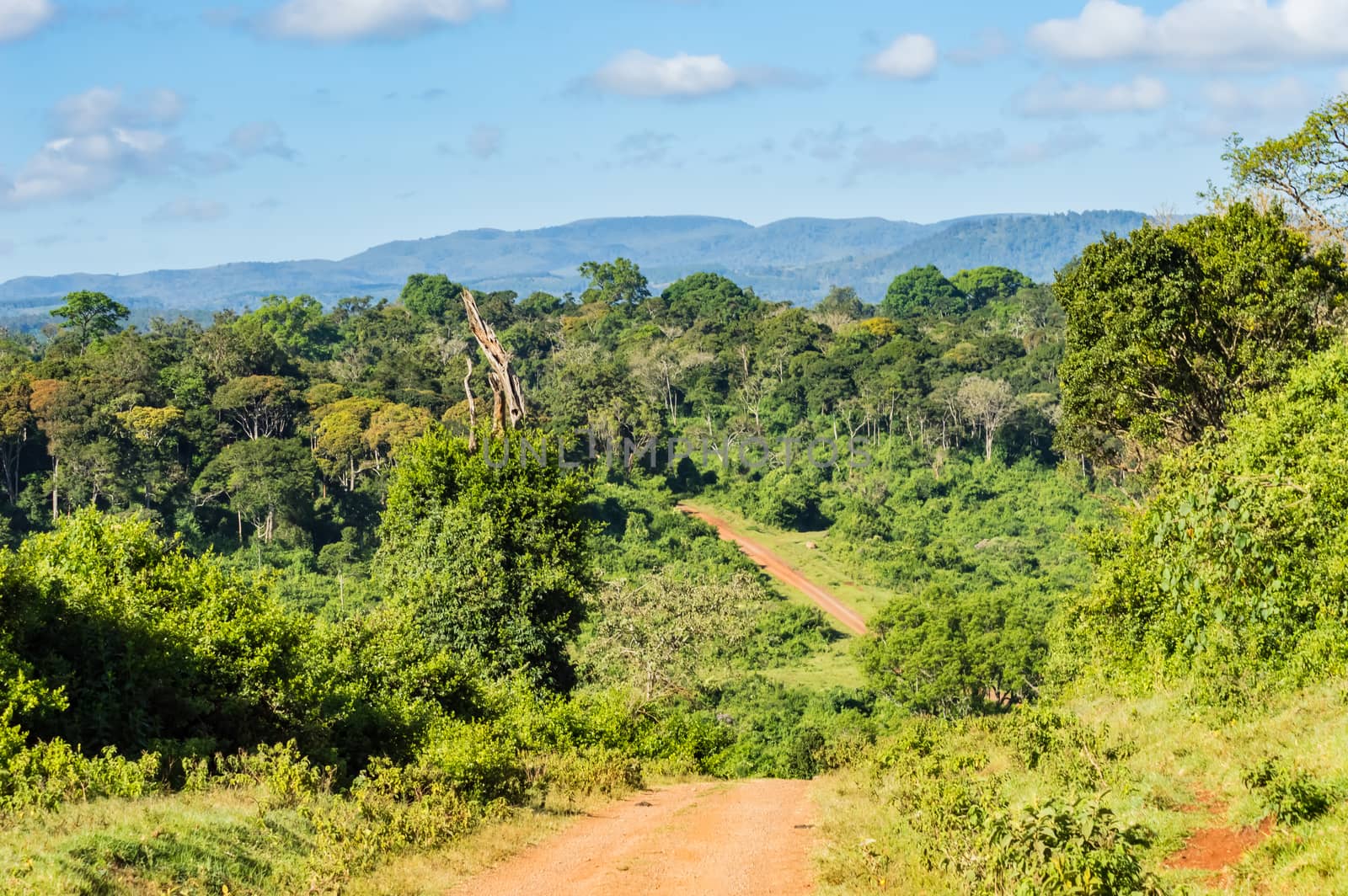 View of the forest and the mountains of Aberdare Park in central Kenya