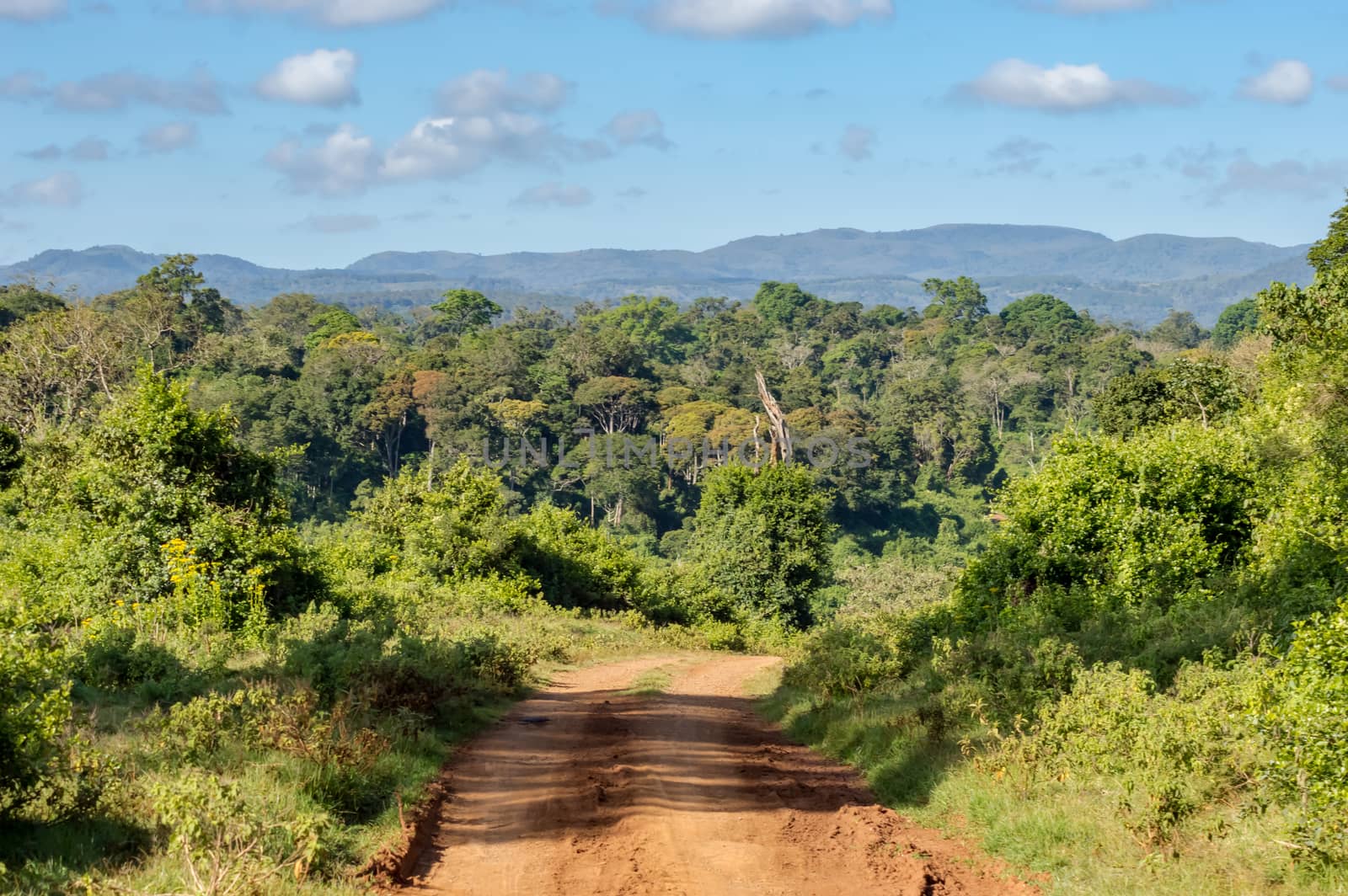 View of the forest and the mountains of Aberdare Park in central Kenya