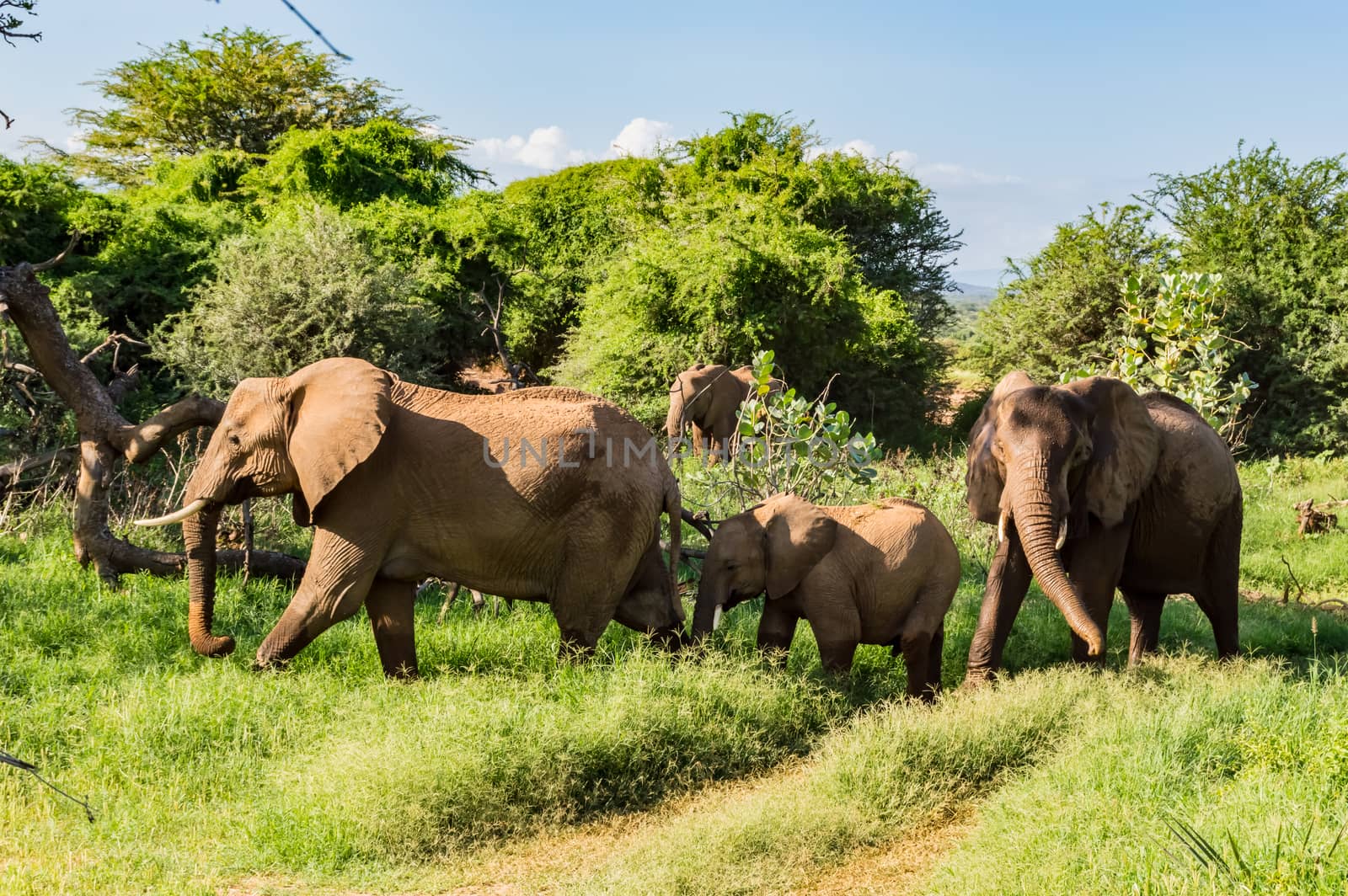 Herd elephants in the savannah of Samburu Park in central Kenya