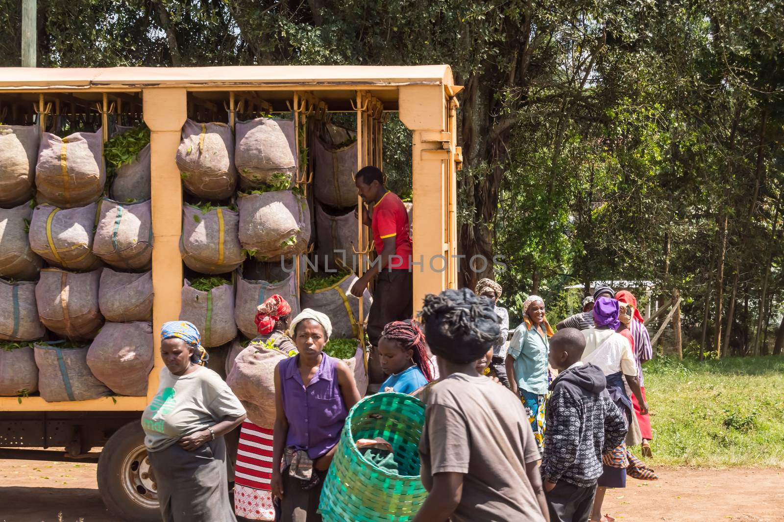 KENYA, THIKA - 03 January 2019: Several old women bringing their tea leaves to the truck with their wicker basket on a road in central Kenya in Africa