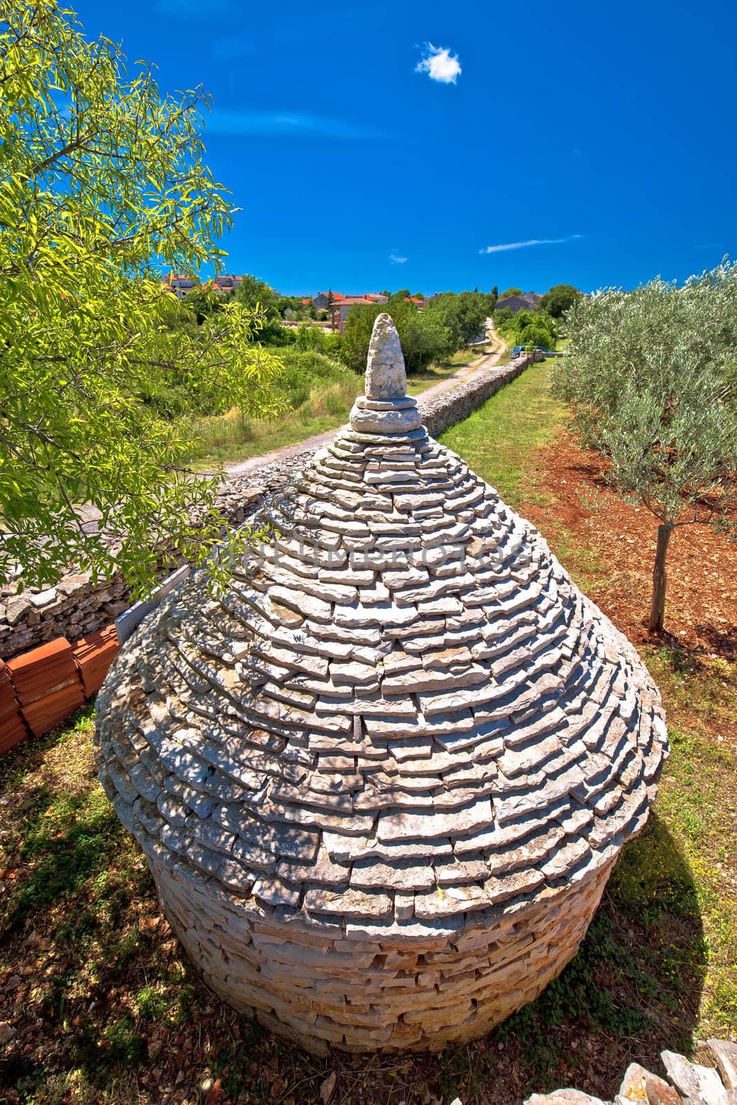 Olive tree field and traditional Istrian Kazun stone hut view by xbrchx