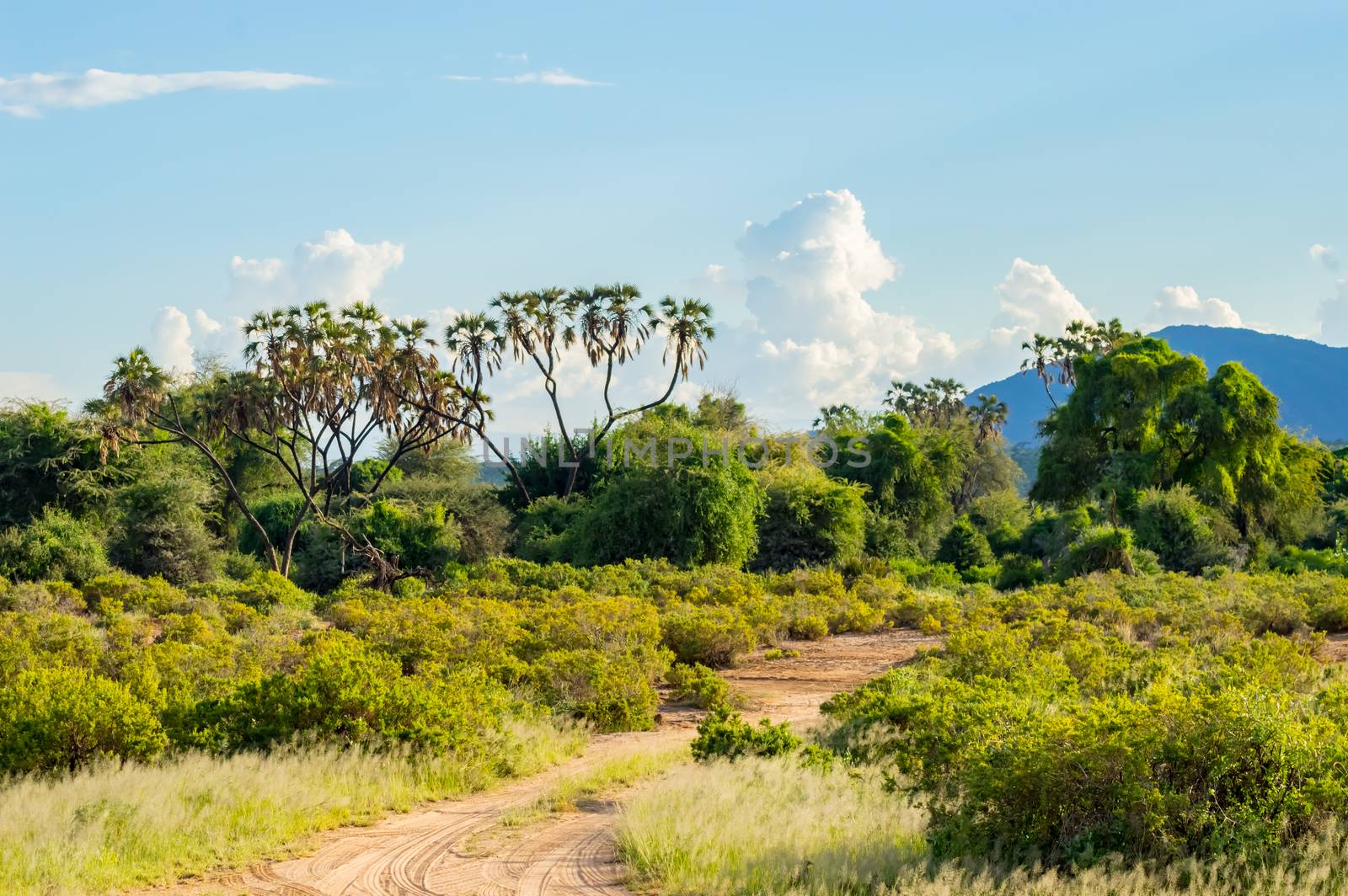 View of the trails and savannah of Samburu Park  by Philou1000