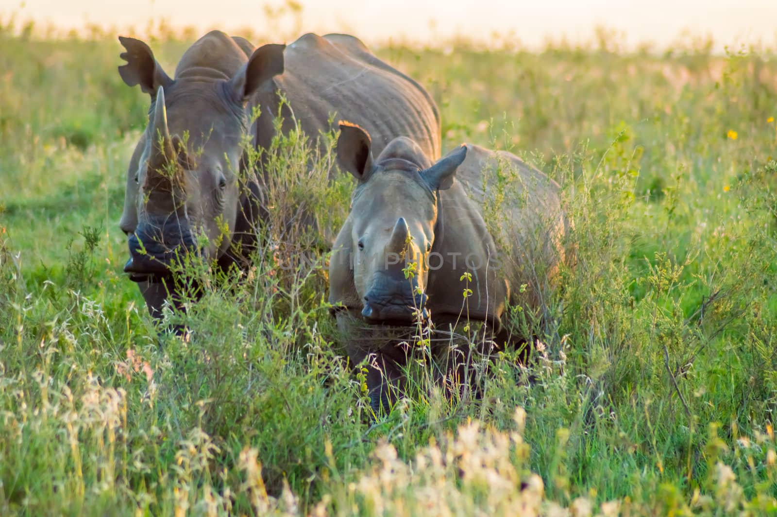 Female white rhinoceros and her cub in the savannah of Nairobi Park in central Kenya