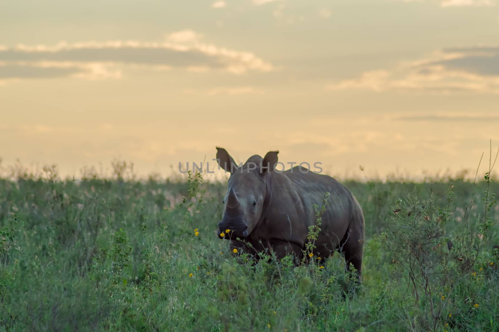 White Rhinoceros in the savannah of Nairobi  by Philou1000