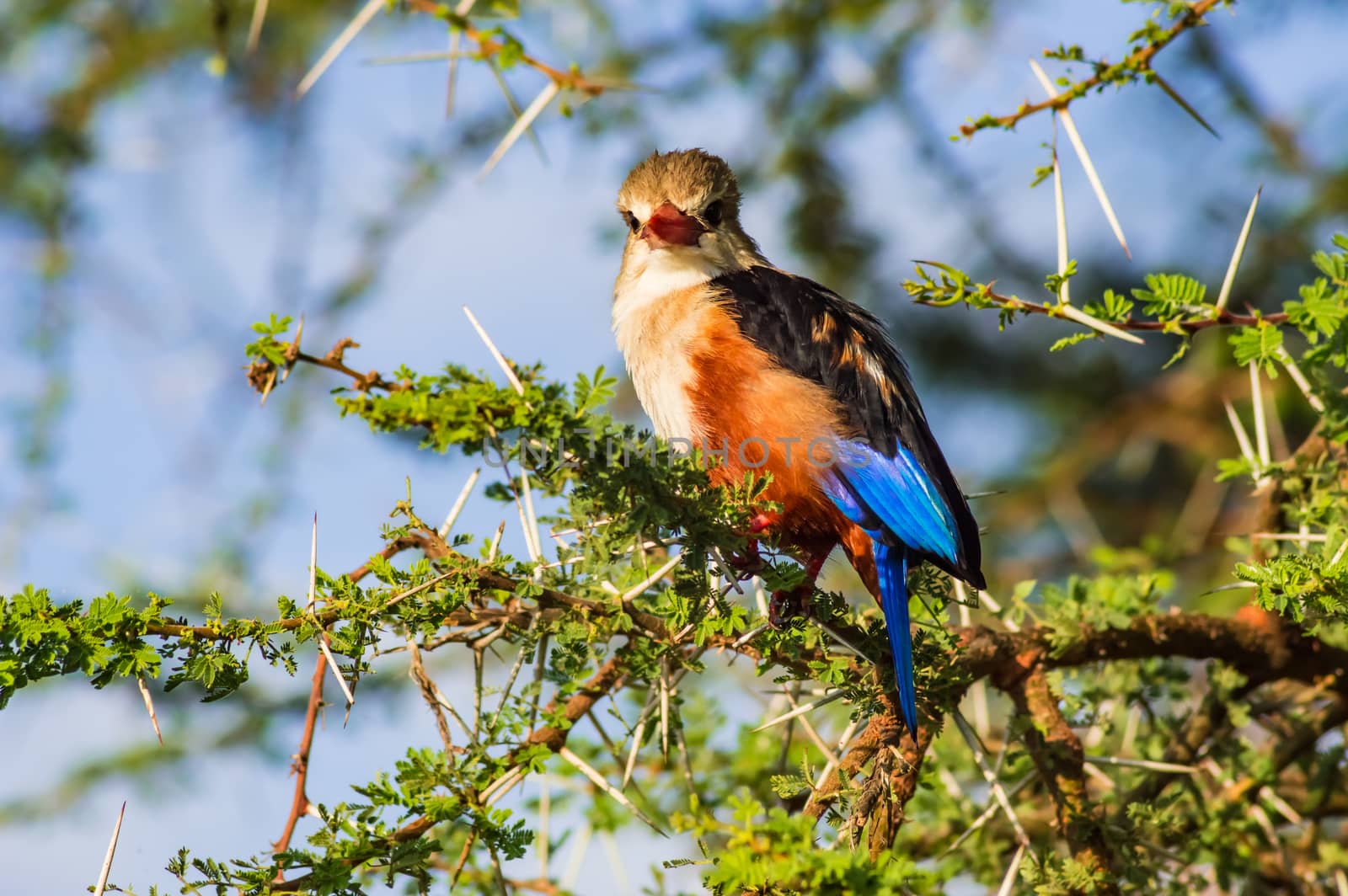 Grey-headed Kingfisher on an acacia branch  by Philou1000