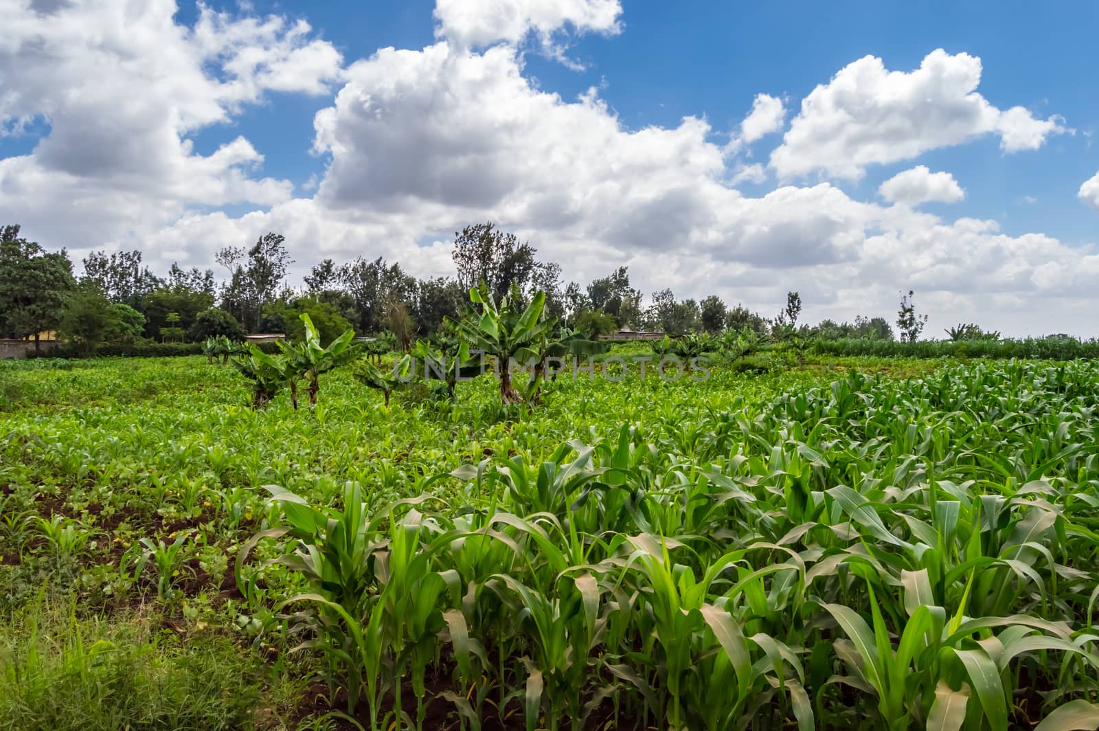 Maize and banana field in the countryside near Thika town in central Kenya