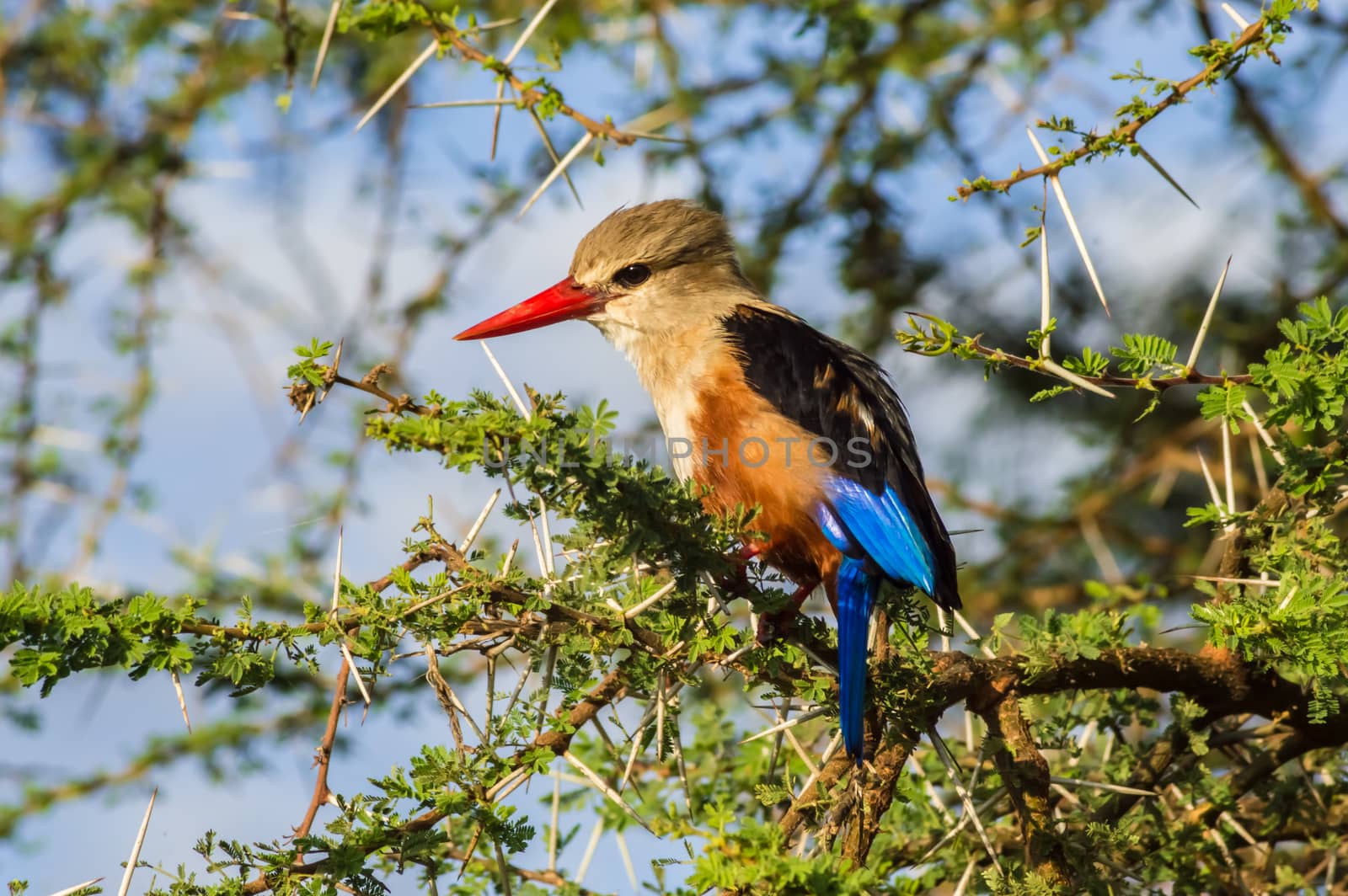 Grey-headed Kingfisher on an acacia branch in Samburu Park  by Philou1000