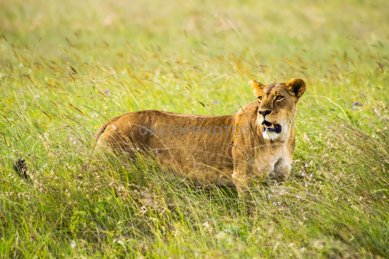 Lioness sitting in the savannah of Nairobi Park in Kenya in Africa