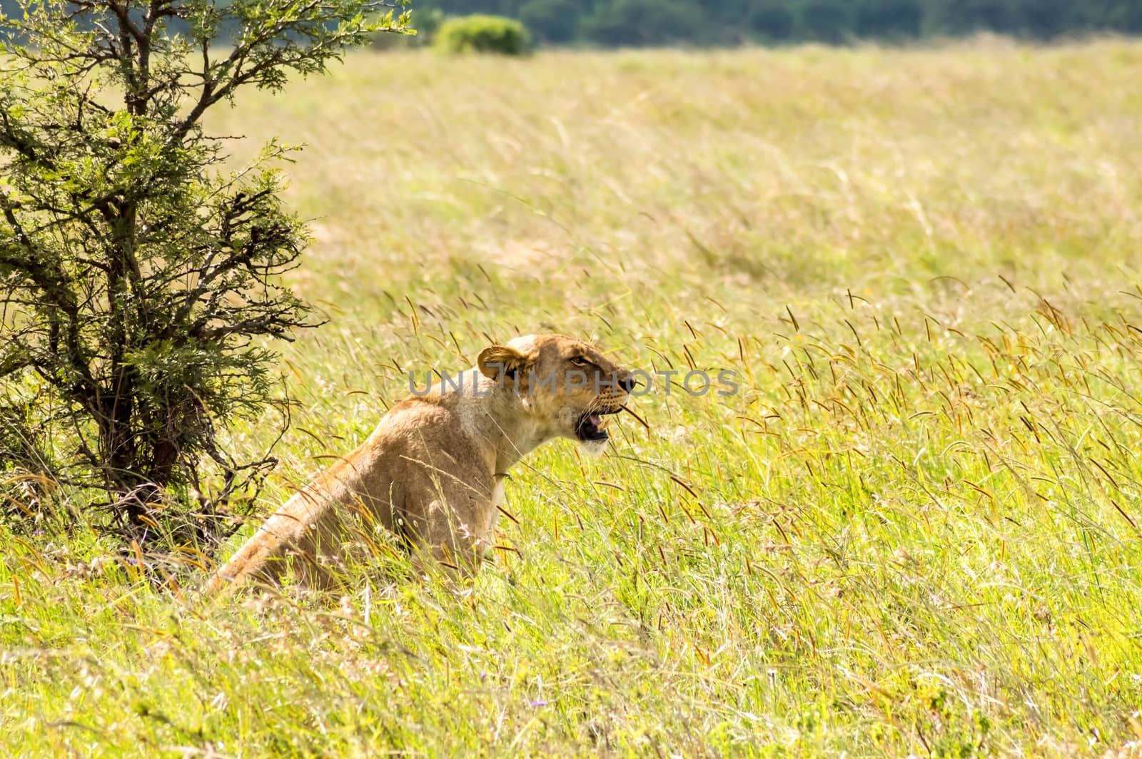 Lioness sitting in the savannah of Nairobi Park in Kenya in Africa