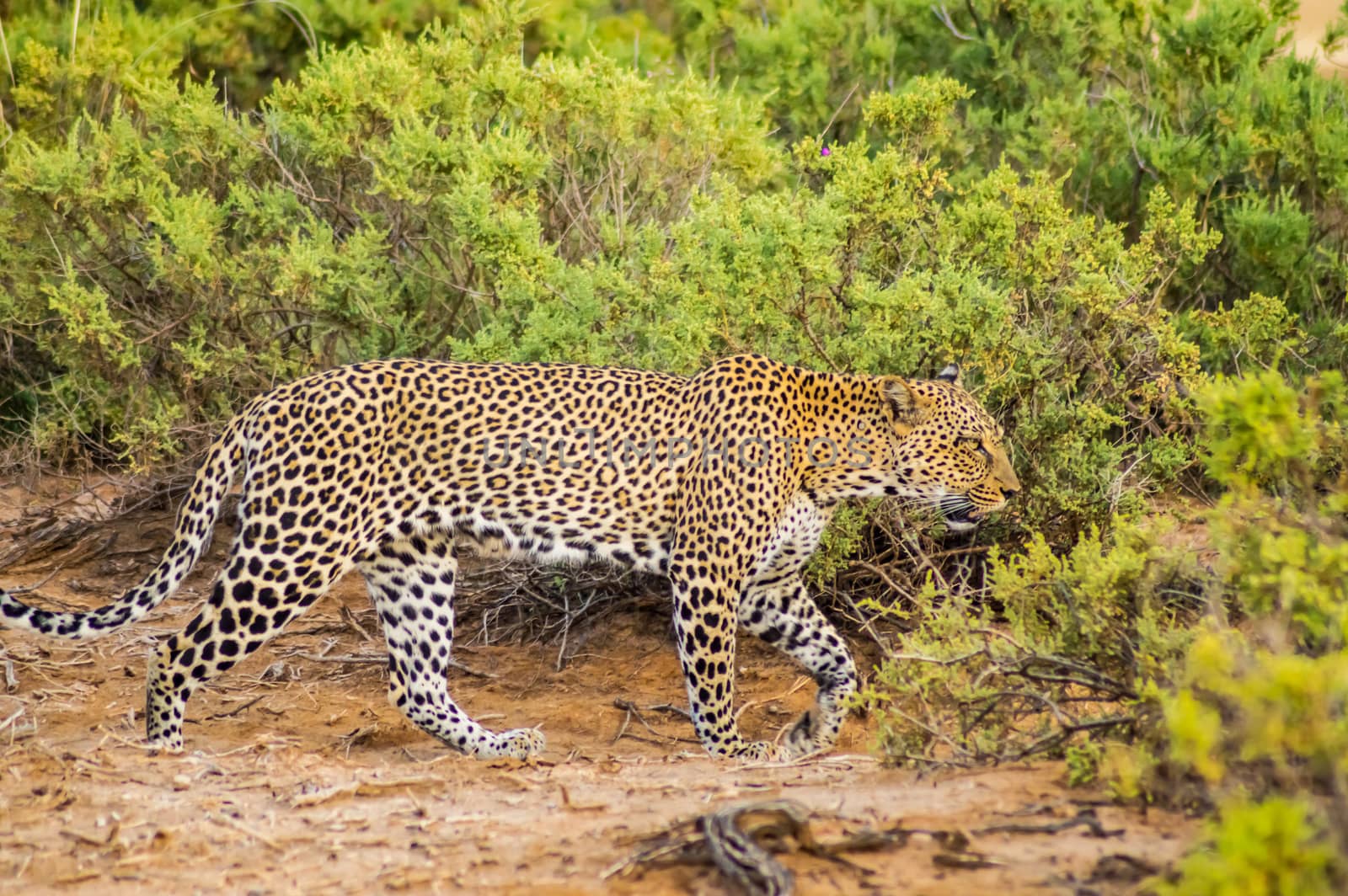 A leopard walking in the forest in Samburu Park in central Kenya