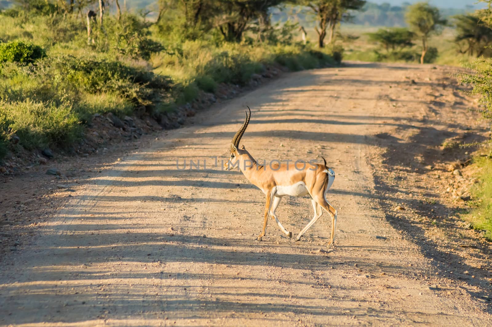 Male Impala crossing the trail in Samburu Park in central Kenya