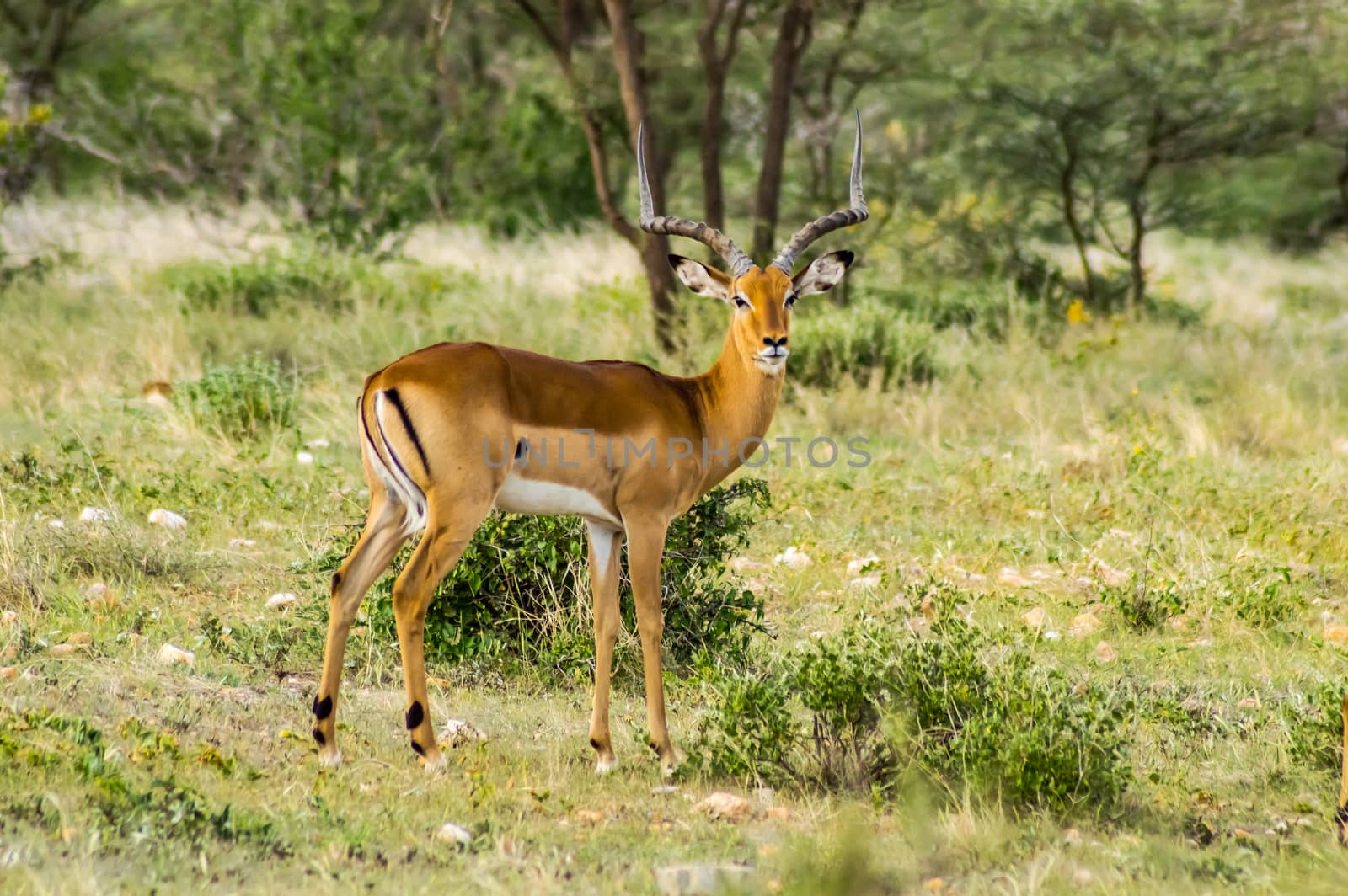 Male Impala with curious look in the savannah of Samburu Park in central Kenya