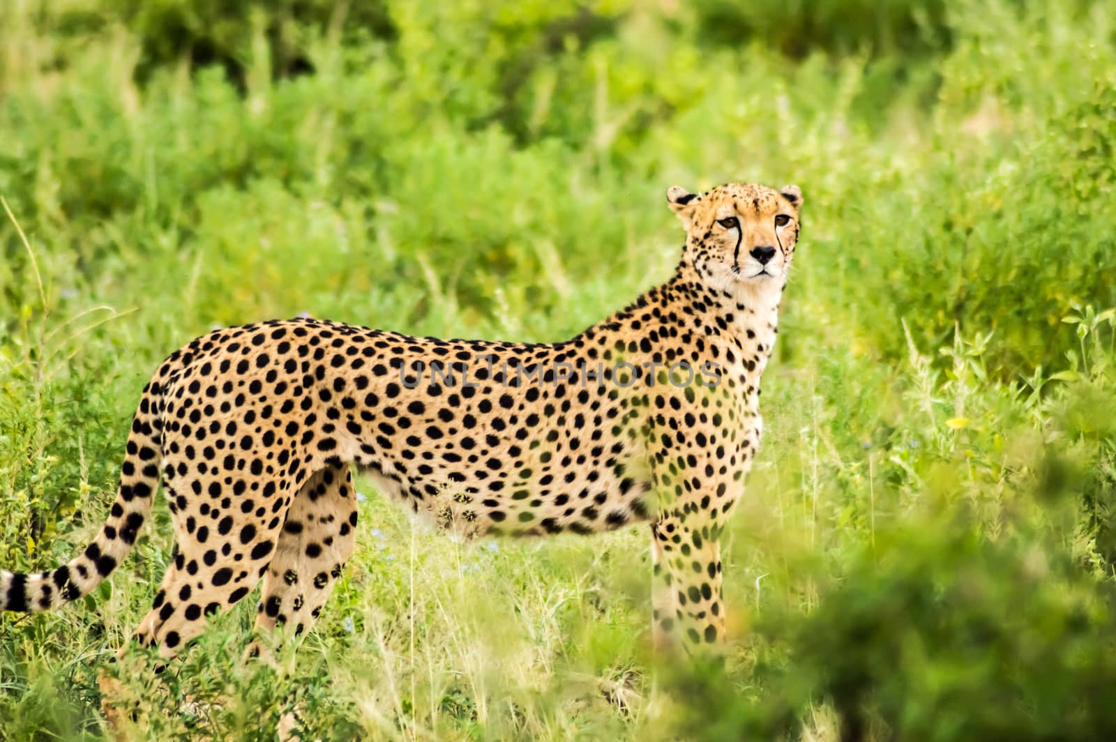 Cheetah walking in the savannah of Samburu Park in central Kenya
