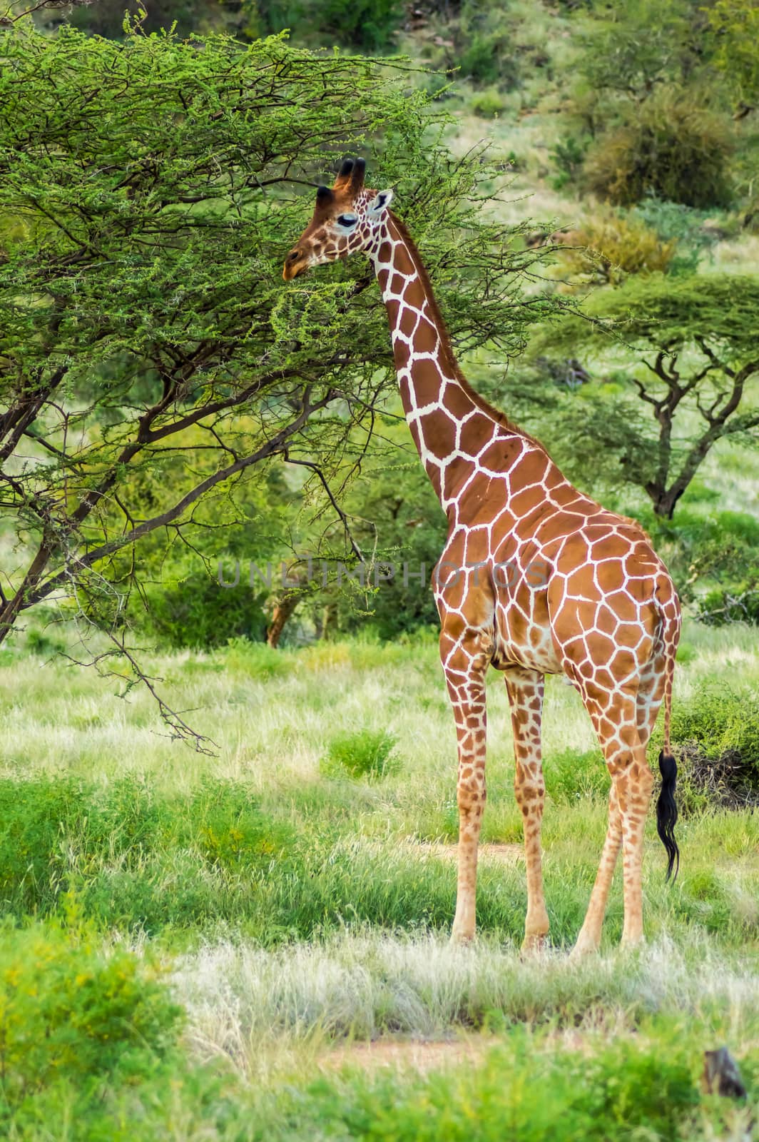Giraffe crossing the trail in Samburu Park  by Philou1000