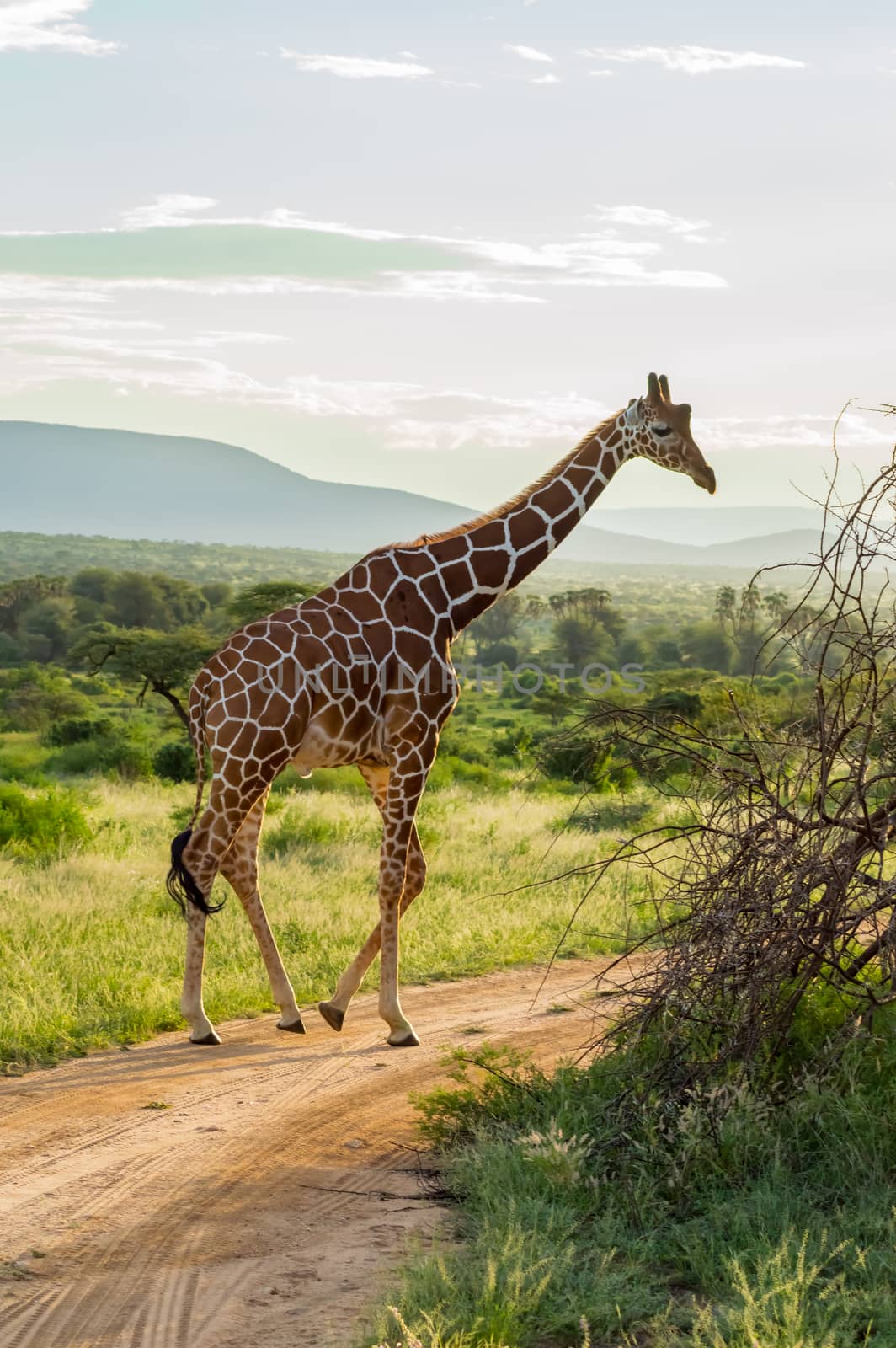 Giraffe crossing the trail in Samburu Park in central Kenya