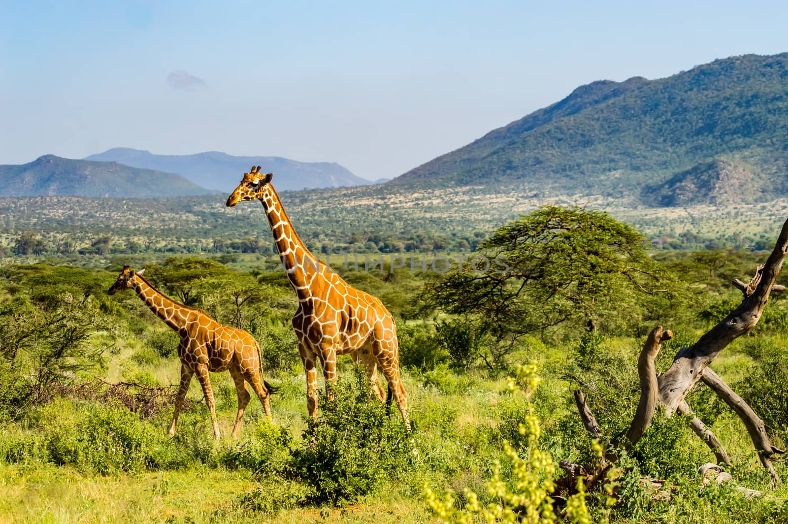 A giraffe and her cub in the savannah of Samburu  by Philou1000
