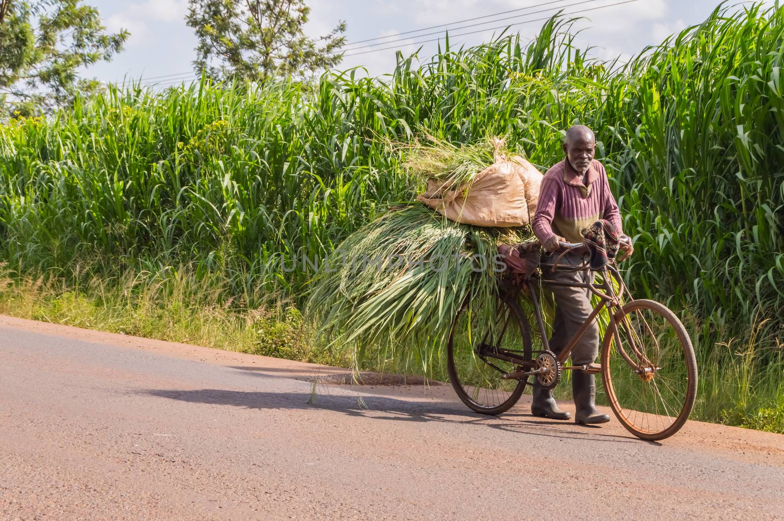 Elderly Kenyan farmer carrying  by Philou1000