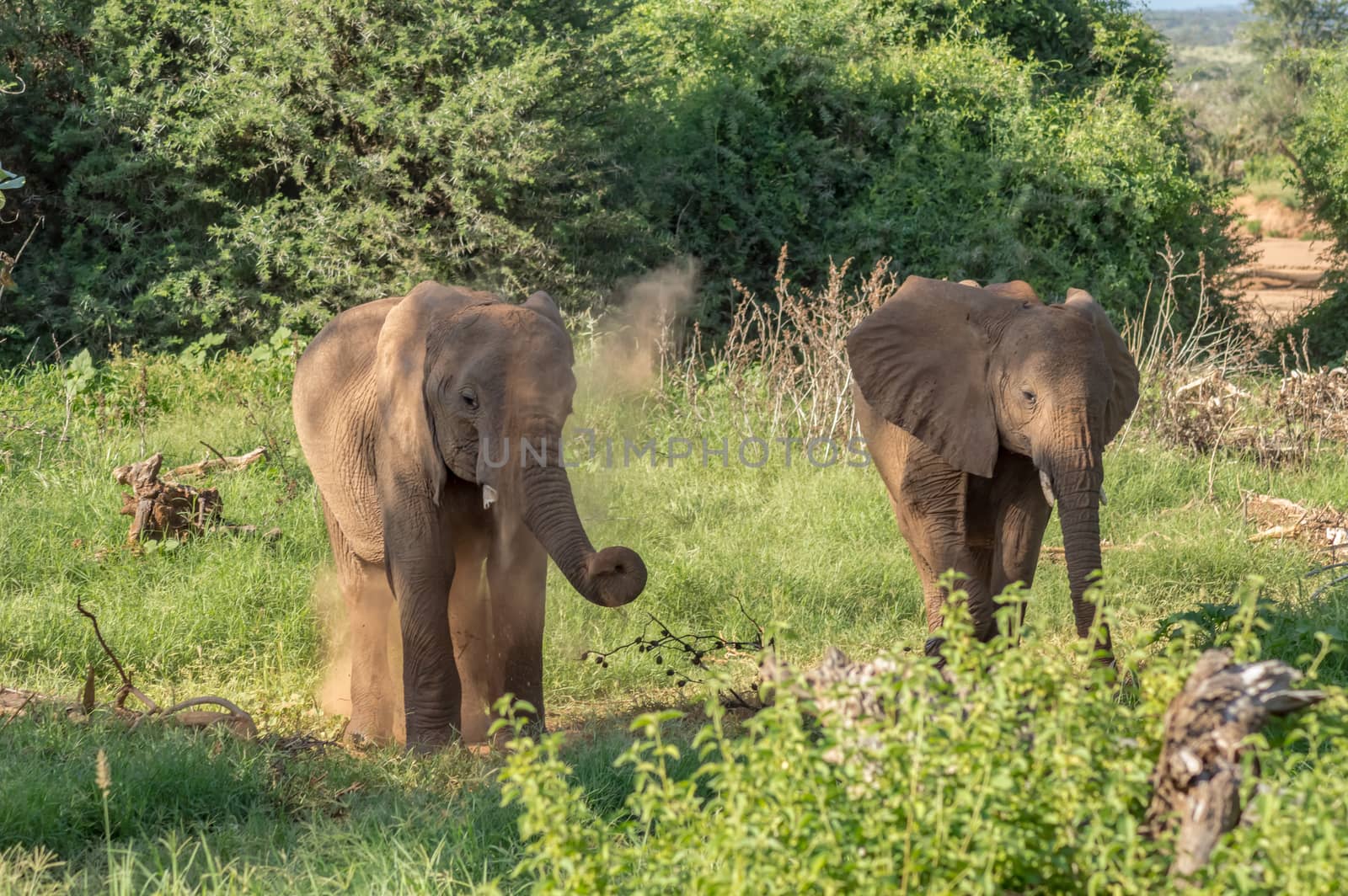 Two elephants in Samburu Park  by Philou1000