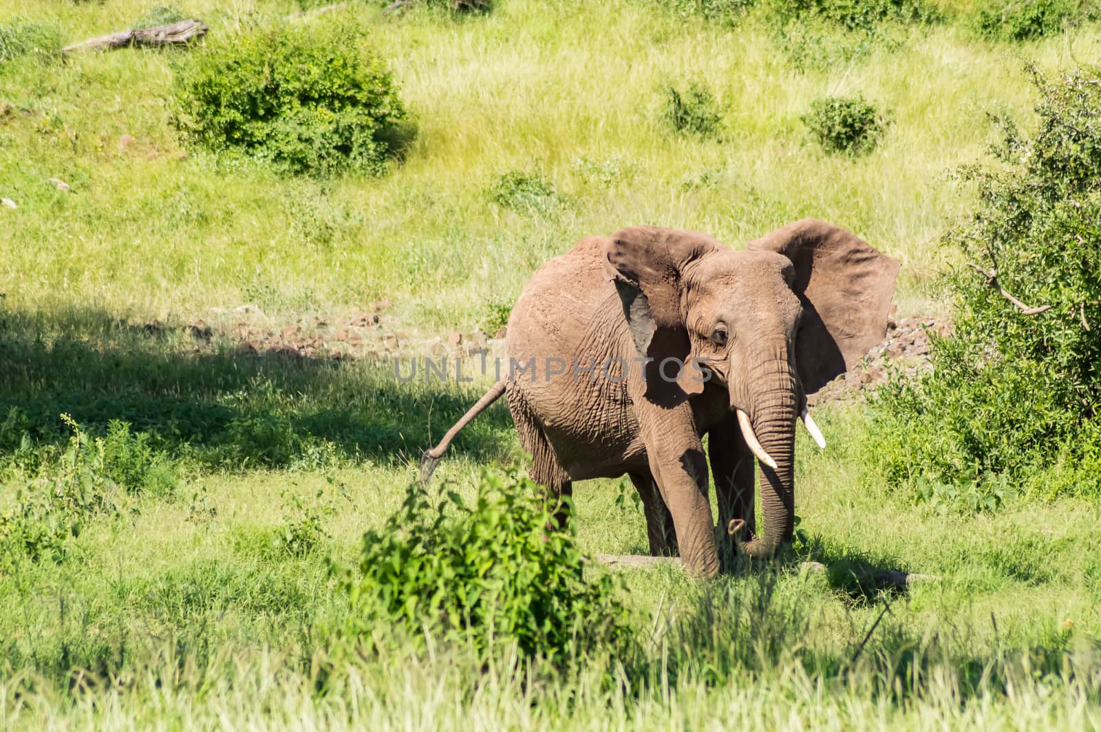 An old elephant in the savannah of Samburu  by Philou1000