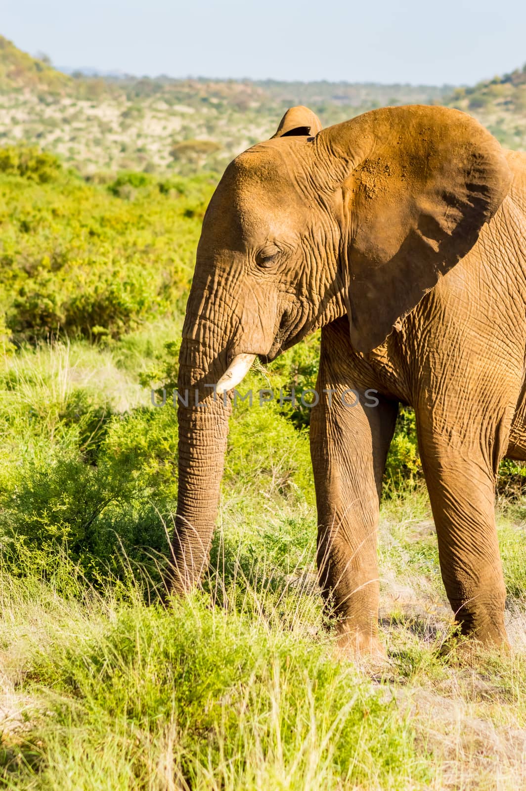 An old elephant in the savannah of Samburu  by Philou1000