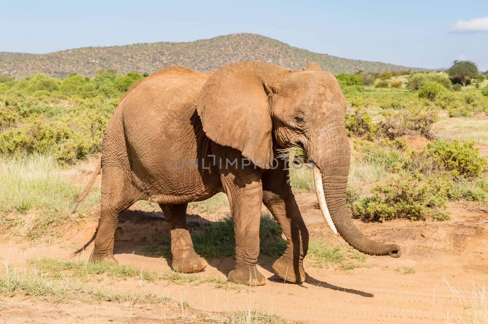 An old elephant in the savannah of Samburu Park in central Kenya