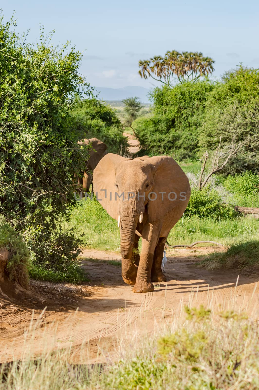 An old elephant in the savannah of Samburu  by Philou1000