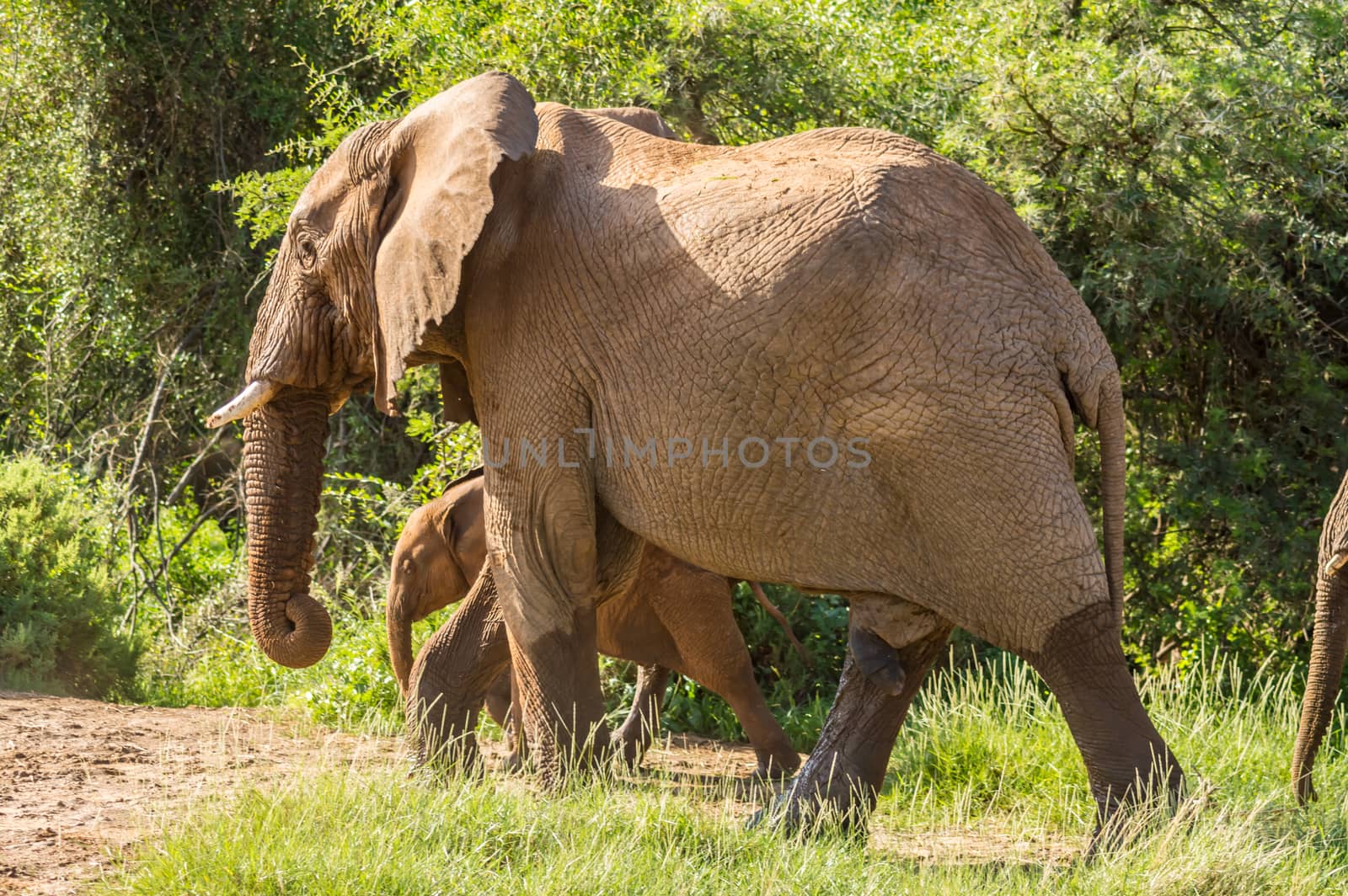 An old elephant in the savannah of Samburu  by Philou1000