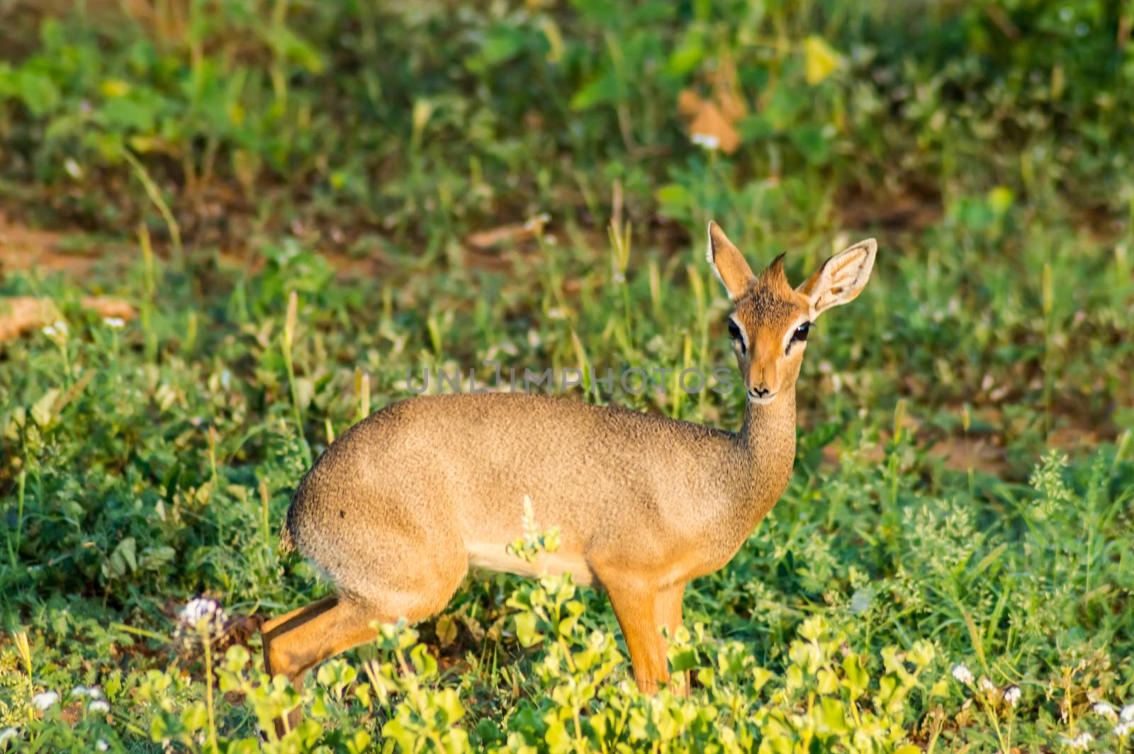 Dik dik in the savannah of Samburu Park in central Kenya