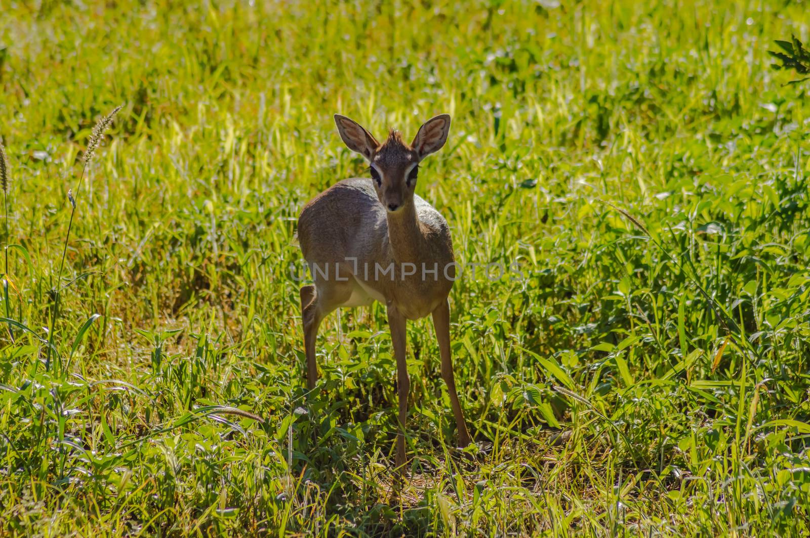 Dik dik in the savannah of Samburu Park in central Kenya