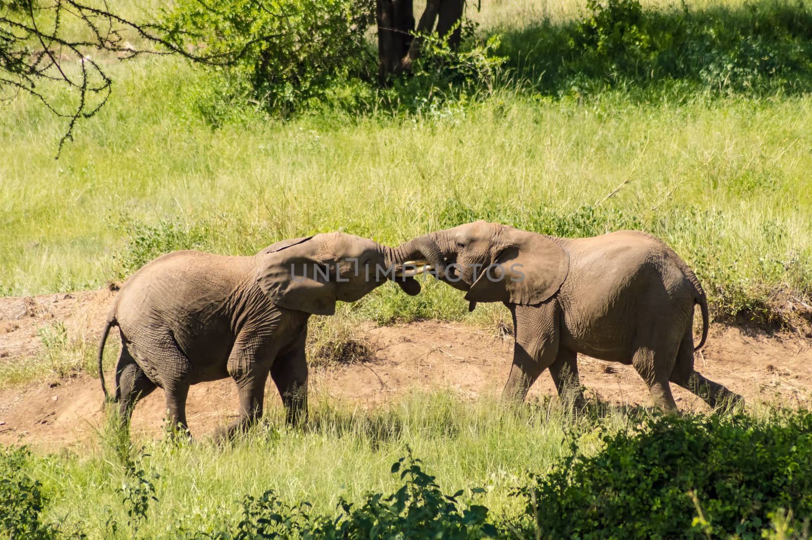 Two elephants playing with their horns face to face in Samburu P by Philou1000