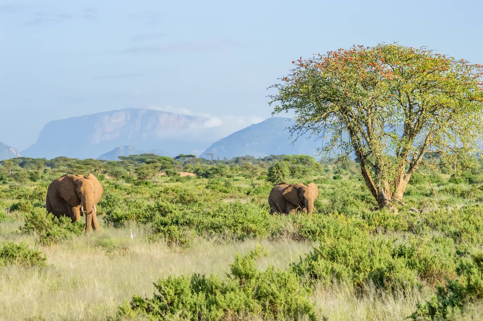 Two elephants in the savannah of Samburu Park in central Kenya with an acacia and mountains in the background of photo