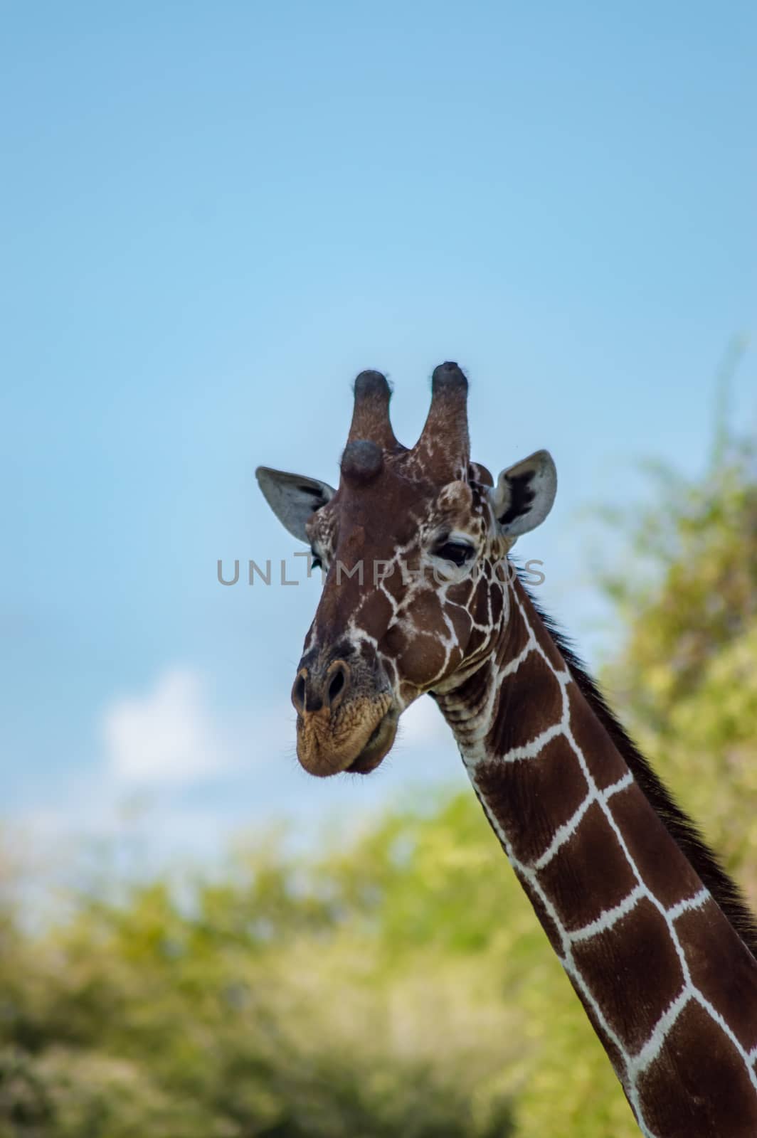 Neck and head of a giraffe  by Philou1000