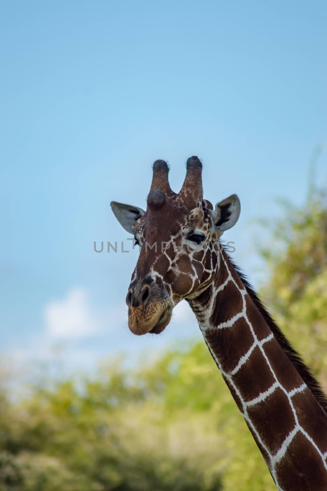 Neck and head of a giraffe near a green tree in Samburu Park in central Kenya