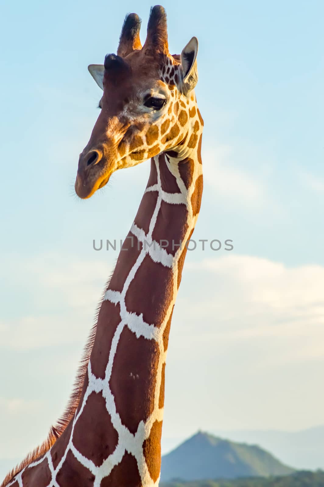 Neck and head of a giraffe near a green tree in Samburu Park  by Philou1000